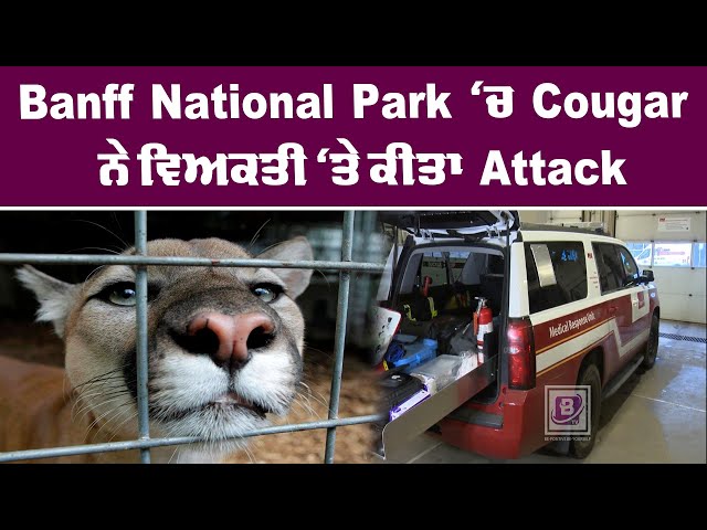 Banff National Park ‘ਚ Cougar ਨੇ ਵਿਅਕਤੀ ‘ਤੇ ਕੀਤਾ Attack