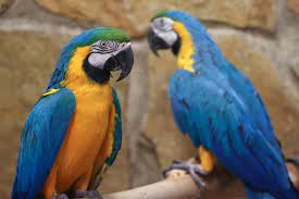 Parrot Fever Outbreak: 5 Deaths in Europe – Should Canadians Worry?