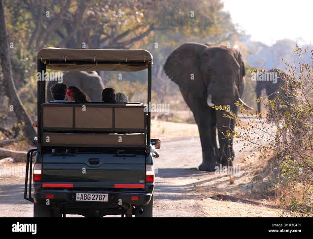 ਹਾਥੀ ਨੇ Zambian ਸਫਾਰੀ ‘ਤੇ ਕੀਤਾ ਹਮਲਾ, ਇੱਕ tourist ਦੀ ਹੋਈ  ਮੌਤ