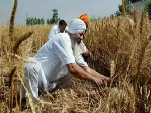 ਕਣਕ ਦਾ ਰੇਟ 3104 ਰੁਪਏ ਕਰਨ ਦੀ ਸਿਫਾਰਿਸ਼