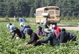 UN ਦੀ report ਨੇ ਕੈਨੇਡਾ ਦੇ Temporary Foreign Workers ਦੇ ਨਾਲ ਹੋਣ ਵਾਲੇ ਦੁਰਵਿਵਹਾਰ ਦਾ ਕੀਤਾ ਪਰਦਾਫਾਸ਼