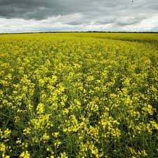 China ਨੇ EV Tariffs ਦੇ ਬਦਲੇ ਵਜੋਂ Canadian Canola Imports ਵਿੱਚ Anti-Dumping ਜਾਂਚ ਕੀਤੀ ਸ਼ੁਰੂ