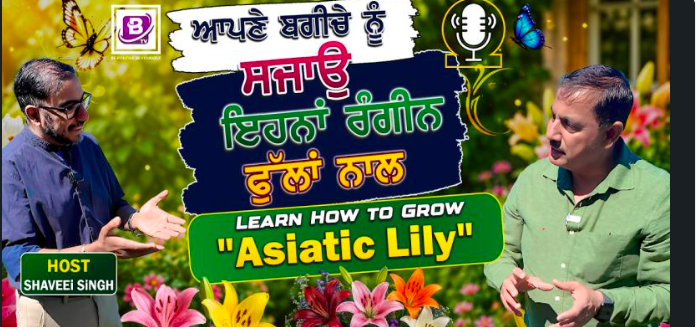 ਆਪਣੇ ਬਗੀਚੇ ਨੂੰ ਸਜਾਉ ਇਹਨਾਂ ਰੰਗੀਨ ਫੁੱਲਾਂ ਨਾਲ, Learn How to Grow “Asiatic Lily”